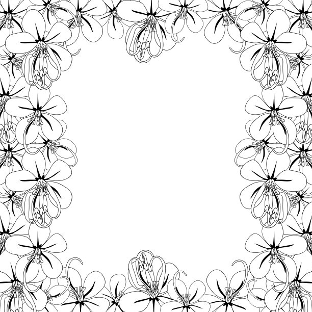 决明子瘘管-金色淋浴花在白色的背景3图片下载