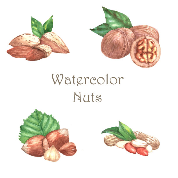 水彩坚果手绘水彩插图-榛子，花生，杏仁，核桃素材图片