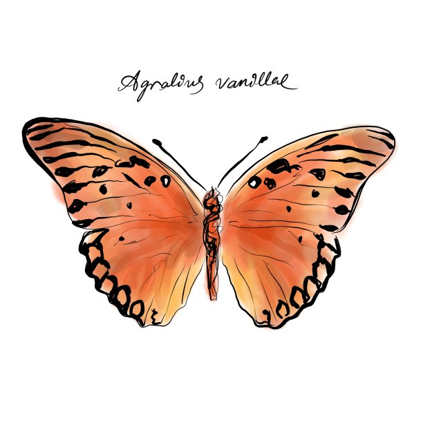 海湾贝母或激情蝴蝶，手绘图形蝴蝶种类，香草图片下载