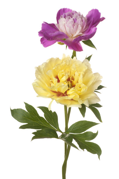 白花牡丹图片下载