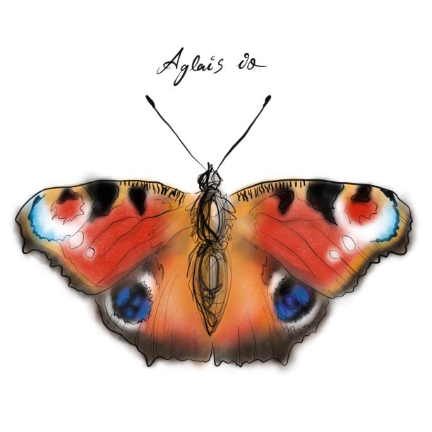 孔雀蝶，手绘图形蝴蝶品种欧洲孔雀，阿格莱伊图片下载