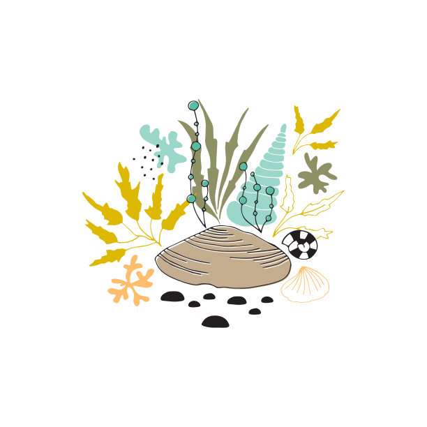 矢状海花图片下载