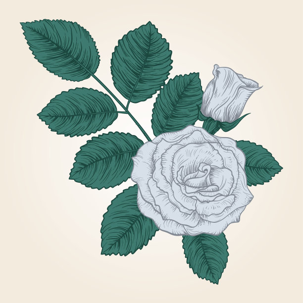 带叶子的手绘玫瑰图片下载