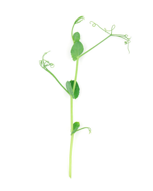 豌豆芽图片下载