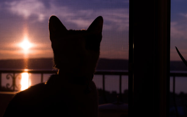 猫正在透过窗户看日落图片下载