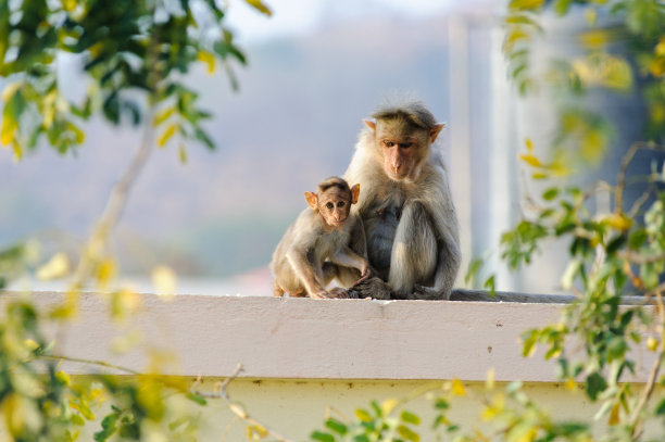 小猴子和妈妈坐在城市建筑的屋顶上素材图片