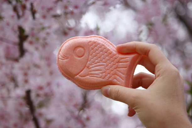 春天樱花盛开的季节图片下载