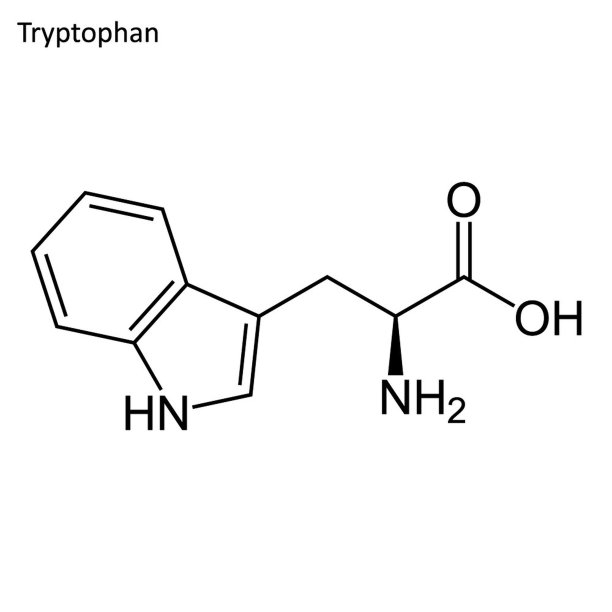 色氨酸的骨骼式图片下载