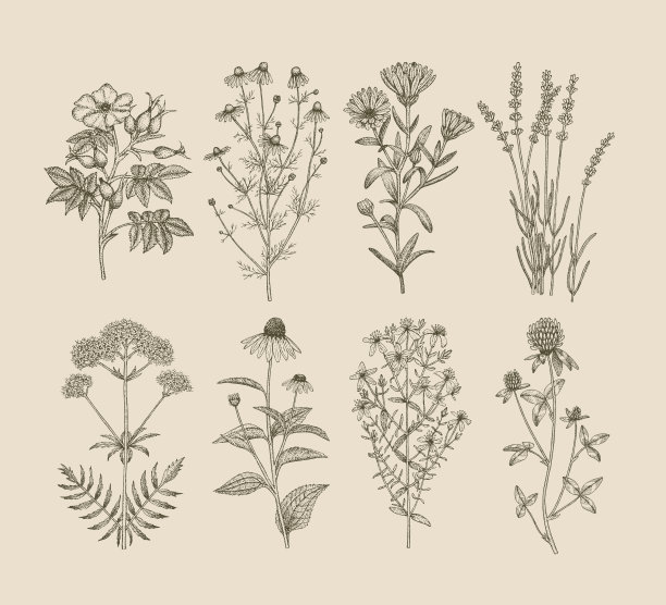 草药。图片下载