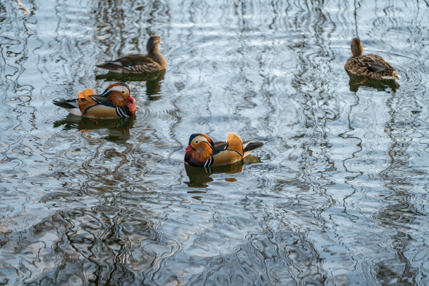11、鸳鸯浮在水面，风平浪静，孤独动物图片下载