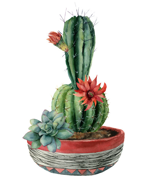 水彩画卡，盆中有绿色的仙人掌和花。手绘蜡样，红色的花和绿色的多肉孤立在白色的背景上。插图设计，印刷，织物或背景。图片下载
