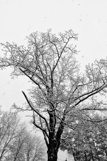 遇上了东北风图片下载