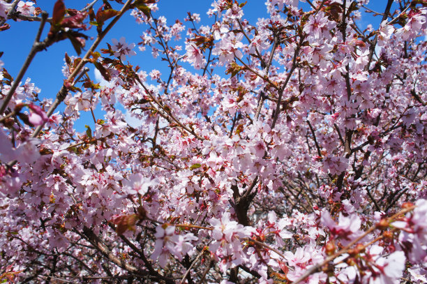 许多粉红色的樱桃树上开满了花图片下载