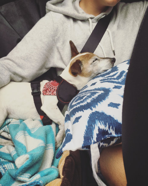 疲惫的狗和男孩在扣着安全带的汽车里旅行图片下载