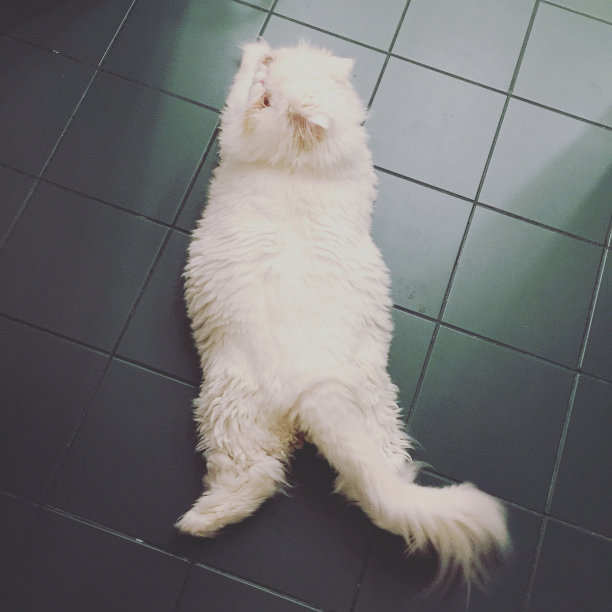 白色的波斯猫图片下载