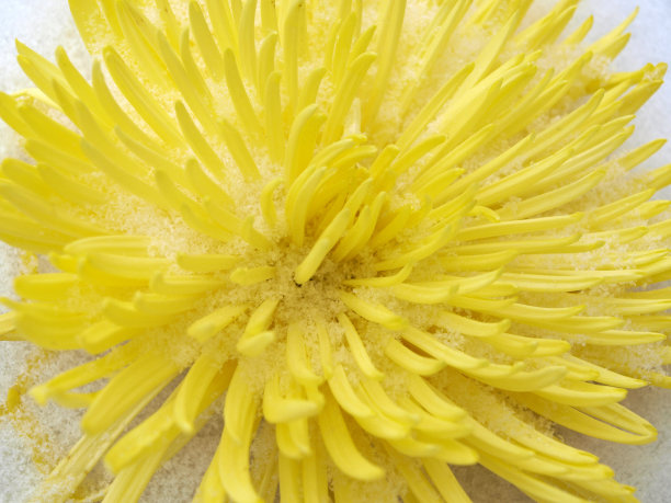 黄菊花与雪图片下载