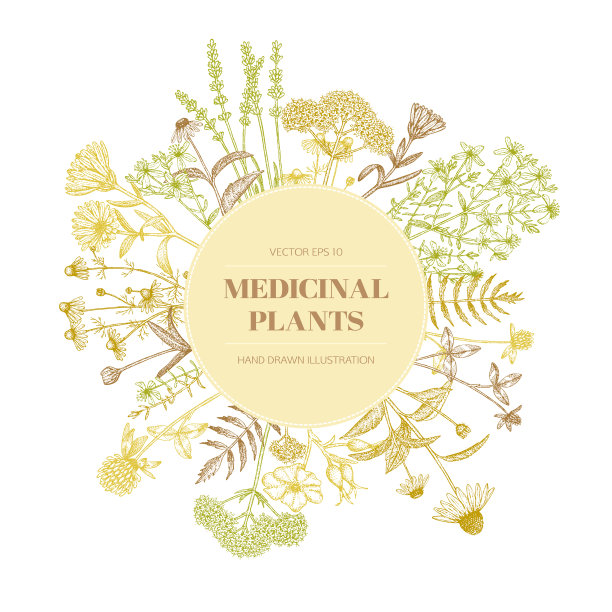 药用植物。图片下载