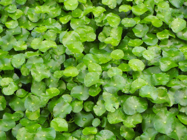 亚洲百合花素材图片