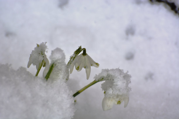 雪花莲和雪图片下载