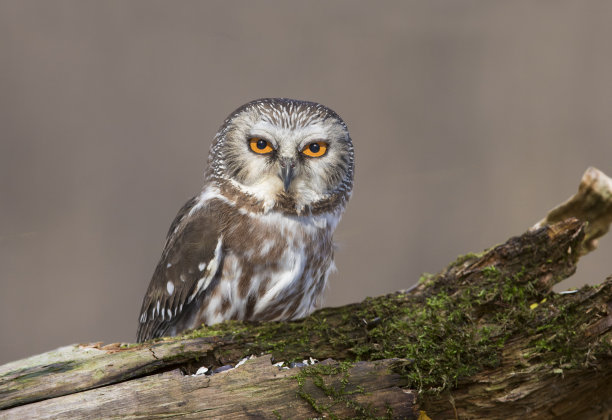 北部saw-whet猫头鹰图片下载