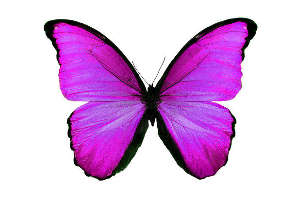 美丽的紫色蝴蝶孤立在白色的背景上图片下载