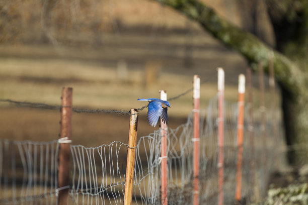 雄性东方蓝鸟与乡村栅栏飞行图片下载