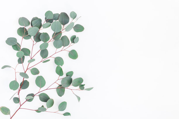桉树的叶子在白色背景上。平躺，俯视图图片下载