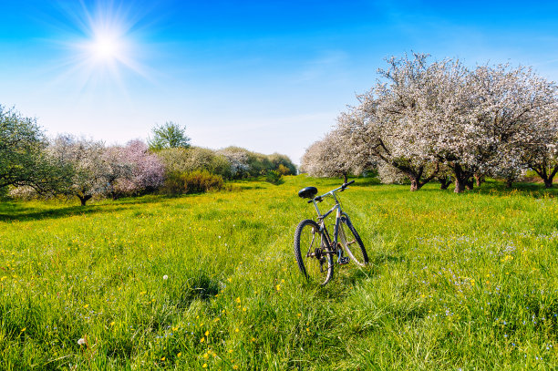 自行车在春天盛开的花园里图片下载