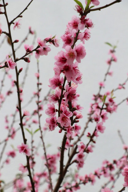 十字架图片下载