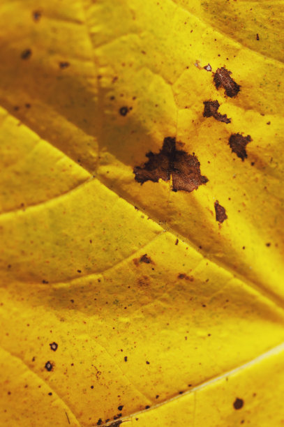 秋天的颜色图片下载