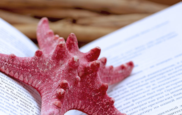 一只明亮的海星和一本书图片下载