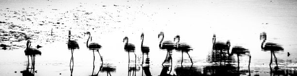 火烈鸟反思抽象图片下载