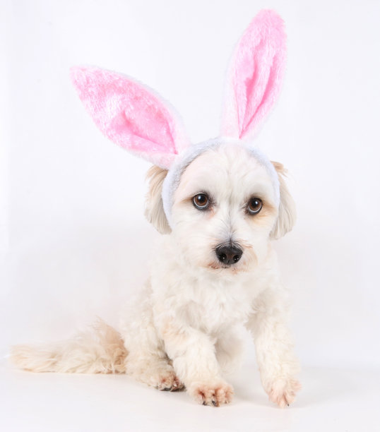 有趣的复活节哈威那图片下载