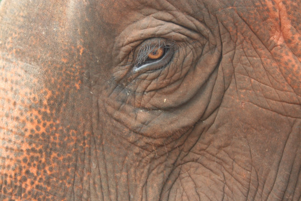 埃莱芬特·特劳里格图片下载