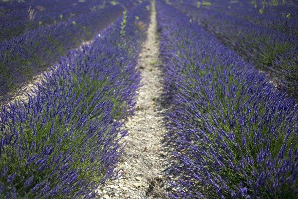 薰衣草图片下载