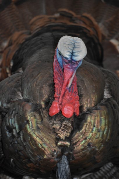 极端火鸡动物特写图片下载