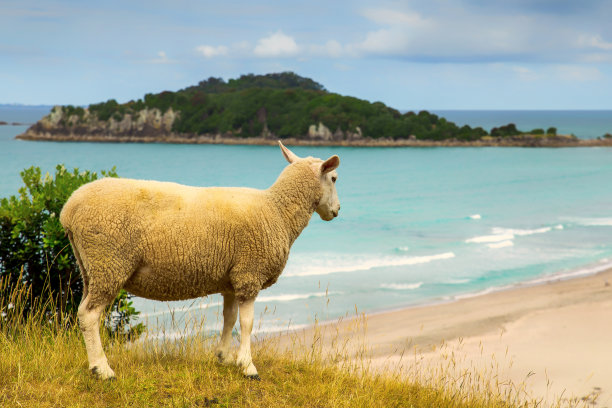 新西兰的羊在蒙加努伊山(Mount Maunganui)碧绿的海水中图片下载