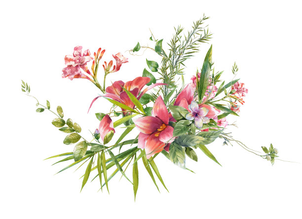 水彩画的叶子和花，在白色的背景图片下载