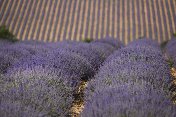 薰衣草图片下载