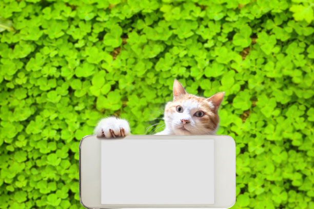 小猫抱着手机和三叶草的背景图片下载