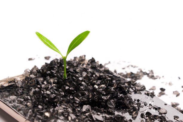 小树在黑色碎玻璃上生长，环境、知识、创新和技术的概念与复制空间图片下载