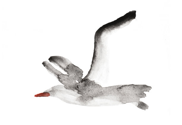 水彩画海鸥在白色的背景图片下载
