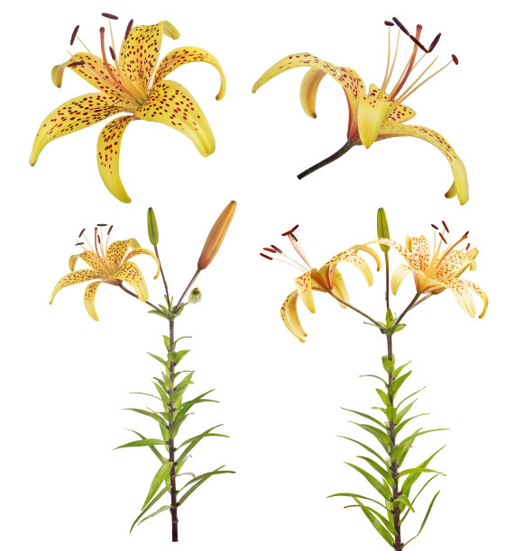 收集黄虎孤立百合花图片下载