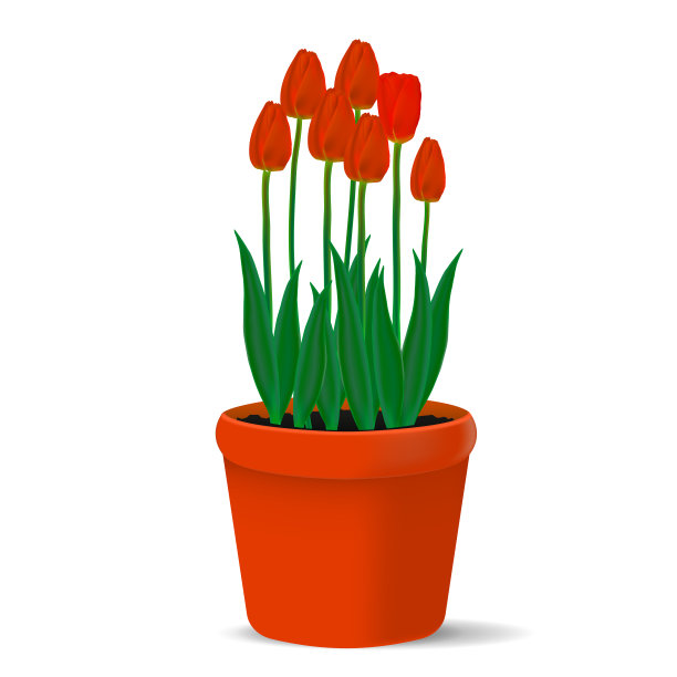 向量，现实的形象红色的郁金香在一个花盆图片下载