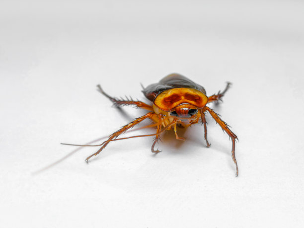 蟑螂，美洲蟑螂，昆虫，白色背景，棕色素材图片