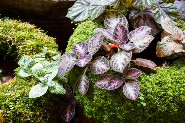 主教cupreata植物图片下载