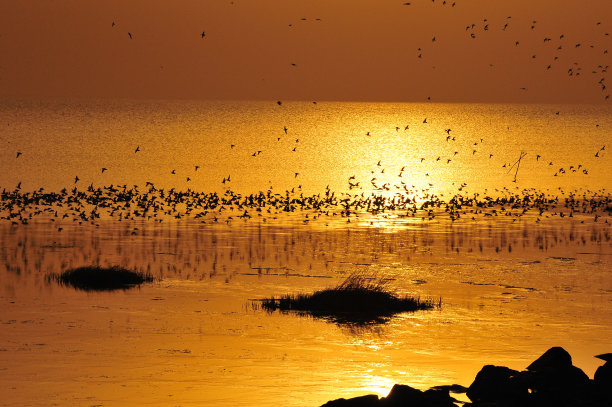 大海鸟素材图片