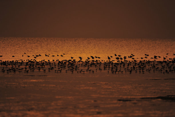 大海鸟素材图片