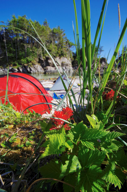 垂直广角照片的印度画笔和其他树叶与色彩鲜艳的帐篷和海滩在背景图片下载