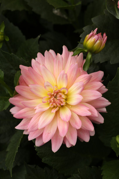 球大丽花素材图片